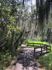 Viewing area Louisiana swamp