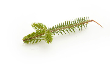 fir tree branch on a white background