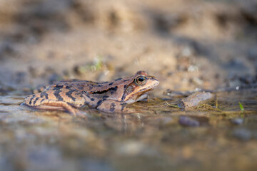 Naklejka premium The common frog (Rana temporaria), also known as the European common frog, European common brown frog, or European grass frog, is a semi-aquatic amphibian of the family Ranidae.