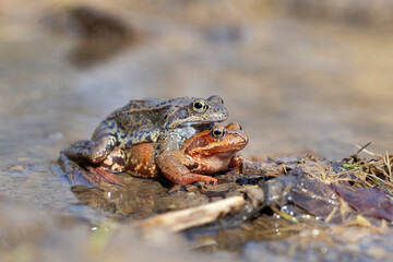 The common frog (Rana temporaria), also known as the European common frog, European common brown frog, or European grass frog, is a semi-aquatic amphibian of the family Ranidae.