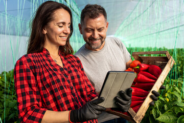 Middle aged farmers working together in a greenhouse, examining the quality of paprika yields.