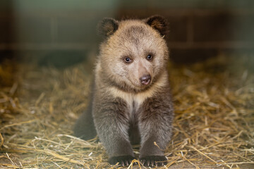 Closeup of the head of The brown bear behind the metal rods of the cage. Animal bear keeping behind bars. Zoo animals.