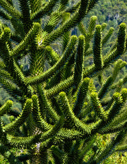 araucaria 