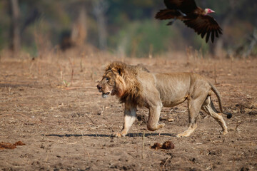 African Lion (Panthera leo) adult male running to scare a hooded vulture away from its kill in Mana Pools National Park, Zimbabwe