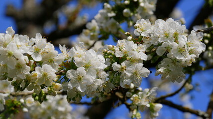 Kirschblüte