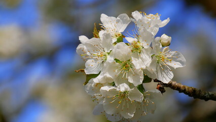 Kirschblüte