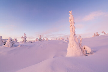 The natural scenery in winter, a popular travel destination in Europe, the forest natural scenery in Finnish Lapland.