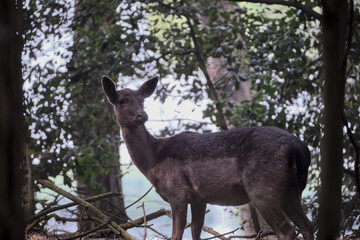 View of a beautiful deer inside the forest
