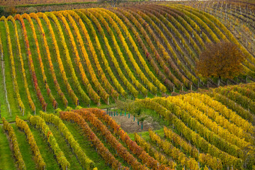 Fototapeta premium Autumn vineyard near Cejkovice, Southern Moravia, Czech Republic