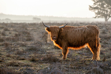 Scottish Higlander or Highland cow cattle (Bos taurus taurus) with back lit in the early marning...