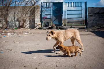 Two dogs. red-haired two dogs running in the yard. adult and puppy. cute red-haired dog. homeless...
