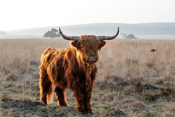 Scottish Higlander ou Highland cow cattle (Bos taurus taurus) avec rétroéclairage au début de la marche et du pâturage dans un champ de bruyère dans le parc national Veluwezoom aux Pays-Bas.