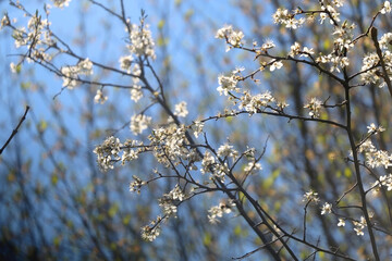 Spring blossoms on a tree. Selective focus.