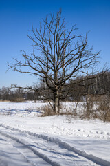 A dead leafless tree against a clear blue sky on a cool winter day. Trees in the background and road goes through the snowy field.