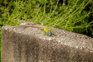 Blue and yellow Lacerta schreiberi lizard basking in the sun on a cement block in Spain