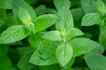 Fototapeta na wymiar Close up of beautiful fresh mint in the garden