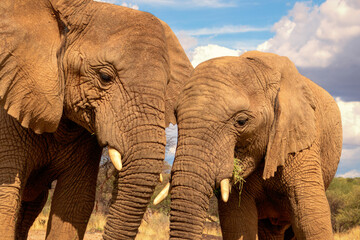 Fototapeta na wymiar Two African Bush Elephants in the grassland of Etosha National Park, Namibia.