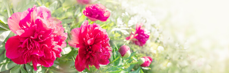 Red peonies in rays of summer light greeting card