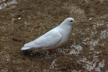 white pigeon on a dirty spring snow pile