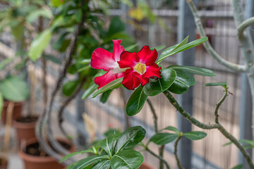 Desert rose tree with fred flowers and leaves in botanical garden. Stock photo