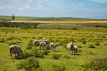Afrino sheep in lush field in Overberg region