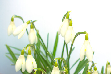 Snowdrop or common snowdrop Galanthus nivalisflowers.Snowdrops after the snow has melted. In the forest in the wild in spring snowdrops bloom.