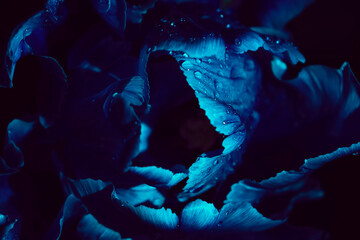 Blue tulip flower with water drops under Ultraviolet light on a dark background. UV, fluorescent
