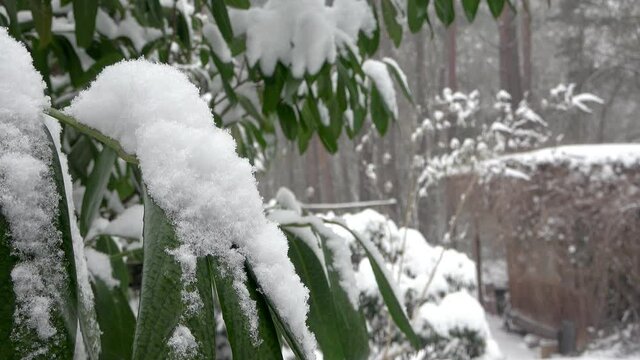 Close up of laurel bushes covered with snow during heavy snowfall