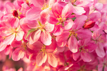 Fototapeta na wymiar Spring blooms are pink wild apple flowers. Background of a blooming garden at sunset