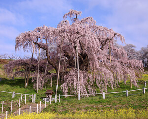 三春町　滝桜