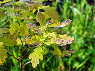 oak leaves on a bright day on a branch