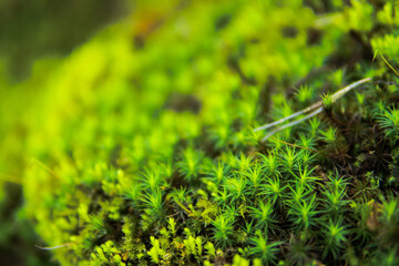 green moss background in close up