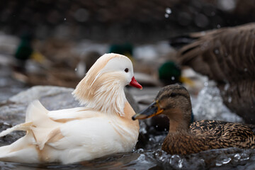 Male white mandarin duck albino swimming in lake among other waterfowls