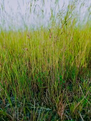 Fototapeta premium grass in the morning