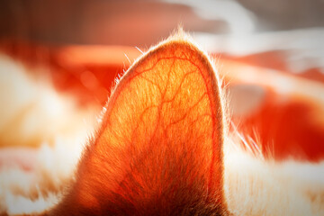 Close-up of a backlit cat's ear with blood vessels highlighted. Circulatory system of the cat's auditory system. External view of hearing apparatus of a cat with small veins and capillary.