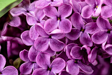 Lilac flowers on white background