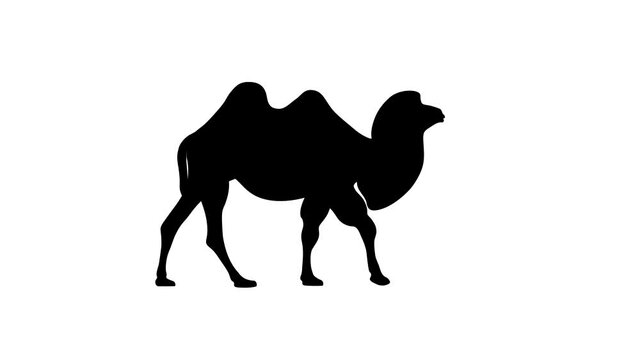 Walking Bactrian camel, animation on the white background