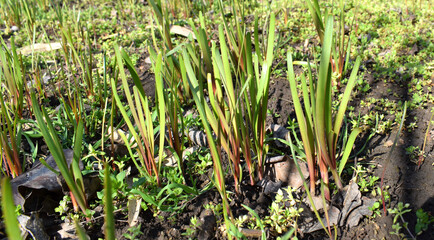 Young leaves allium ramosum, called Fragrant-flowered Garlic or Chinese chives.