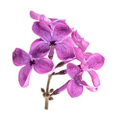 Fototapeta premium Lilac flowers on white background