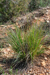 Mauritanian Grass
(Ampelodesmos mauritanicus) in the Aures mountains, Batna, Algeria