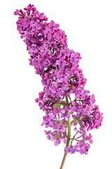 Lilac flowers on white background