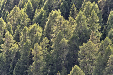 Naklejka na ściany i meble Scenic view of a forest in Trentino