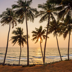 Palm tree and beautiful sunset on the beach