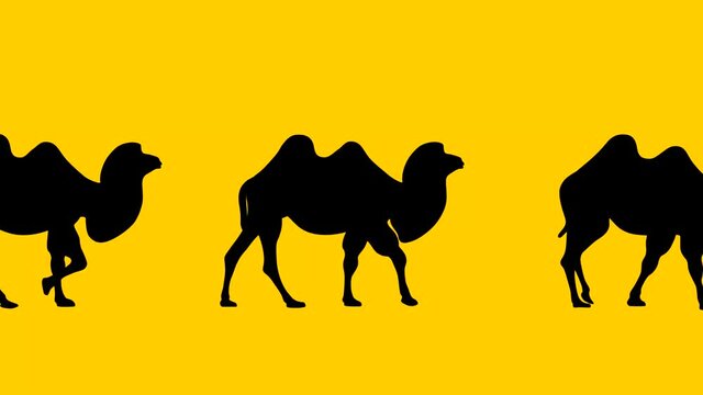 Walking Bactrian camels, animation on the yellow background