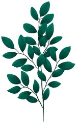 Tree branch with green leaves isolated on white background