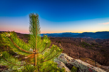 Close up image of a pine tree during sunrise 