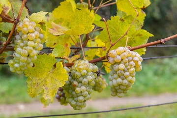 Grapes Riesling in autumn vineyard, Southern Moravia, Czech Republic