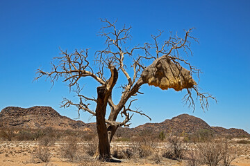 Dry Tree with large Sociable weaver bird nest