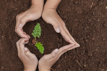 Seedling growing in soil. People hands protecting young seedlings in soil, top view