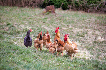group of hens and cocks free in a field